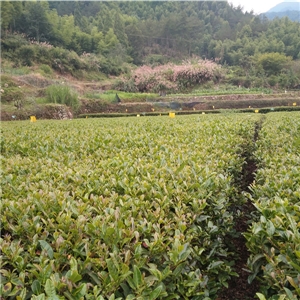 恨水茶業公司有機茶苗基地